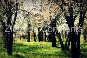 Poezia zilei:  Ens summum  –Irina Lucia Mihalca          