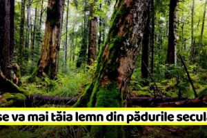 Nu se va mai tăia lemn din pădurile seculare