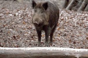 Suspiciune de pestă porcină în Timiş