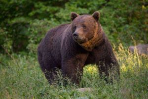 O ursoaică şi puii ei s-au obişnuit să viziteze curtea unui imobil aflat în construcţie din Băile Tuşnad