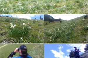 În Munţii Rodnei, la 1.600 m, se aşterne covorul alb de mai (FOTO-VIDEO)