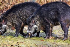 Pestă porcină în Timiş, la Chevereş. Au fost găsiţi mistreţi morţi
