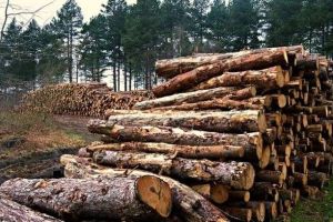 Peste 1800 metri cubi de lemn vor fi recoltaţi şi valorificaţi în cursul anului 2020 din fondul forestier proprietate publică a Municipiului Alba Iulia – PROIECT