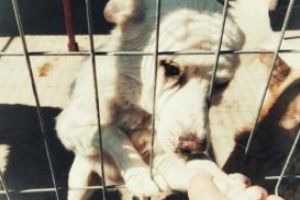 Campania Adopta un catel continua in mediul online