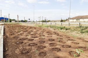 Orasul Ovidiu inverzeste pe zi ce trece.  Actiune ampla de plantare  
