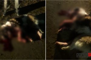 FOTO&VIDEO. Câine de rasă bătut cu sapa până a intrat în comă!