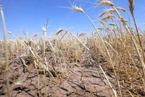 Ministrul Agriculturii: „Secetă ca anul acesta n-a fost de 50-60 de ani”