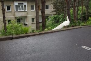 Un păun alb, la plimbare pe străzile din Braşov (Foto)