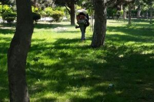 Constanta: Continua actiunile de dezinsectie in spatiile verzi si la platformelor de deseuri