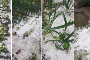 PUCHENI: Au adunat grindina cu lopata. Imagini spectaculoase