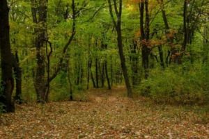 Păduri seculare în Argeş