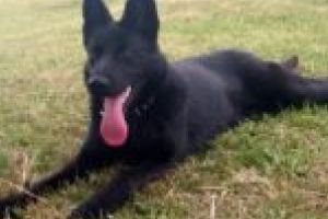 FOTO. Cary, noul recrut patruped al jandarmilor timişeni. Căţeluşa va asista la misiunile de patrulare şi intervenţie