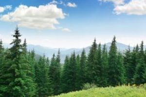 Sesiunile de depunere a Cererilor de plată/sprijin pentru Schema de ajutor de stat aferentă Măsurii 15 din cadrul PNDR 2014 – 2020, se prelungesc fără aplicarea de penalităţi