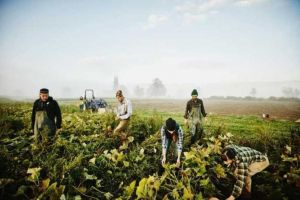 Mircea Hava: „Europa de Vest are nevoie de oameni dispuşi să lucreze, să-şi abandoneze familia şi rostul din sat pentru un colţ îndepărtat din vreun land german sau vie franţuzească”