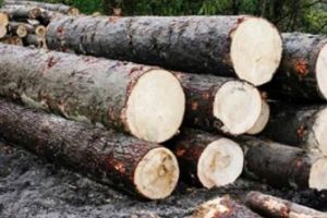 Pădurar cercetat penal după ce a furat lemn din zona pe care chiar el o administra, în judeţul Timiş