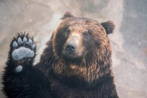 Urs văzut la Turda. Ce s-a întâmplat cu cel din Câmpia Turzii