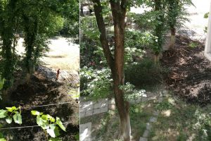 Din nou parcări vs. copaci la Timişoara: cazul din zona străzii Dumitru Jugănaru