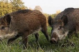 Ravagii produse de mistreţi la Poiana Vadului. Soluţia autorităţilor: 2.200 de capete propuse pentru recoltare
