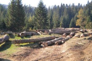 Au reînceput defrişările ilegale din Măguri-Răcătău, jud. Cluj VIDEO