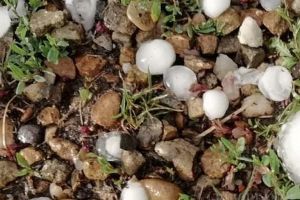 Grindină în Bihor: Mai multe localităţi, sub cod galben