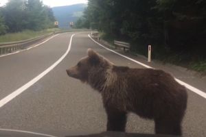 A evitat ursul, dar a intrat cu maşina în şanţ