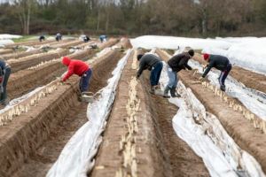 Povestea unei tinere albaiulience, sezonieră în Germania: „Voiam să încep facultatea, dar nu am mai început-o. Aici câştig nouă euro pe oră”