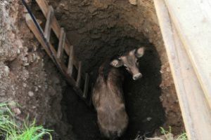 Animal salvat dintr-o groapă de către pompierii din Sighetu Marmaţiei (VIDEO&FOTO))