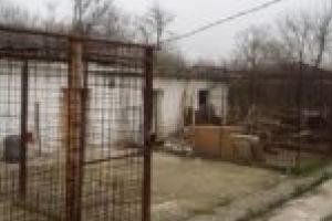 Au început lucrările la un nou adăpost pentru maidanezi la Caransebeş. Banii sunt puţini, dar şi numărul patrupedelor a scăzut