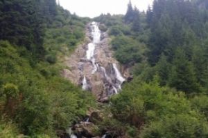 Doi bărbaţi au fost prinşi de jandarmi montani pe Valea Azugii cu un sfert de tonă de cetină de brad