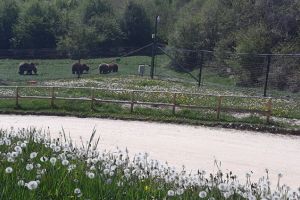 Sanctuarul de urşi Libearty se redeschide, cu măsuri speciale pentru protecţia vizitatorilor