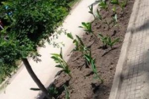 Florile plantate de Primaria Constanta au fost furate 