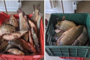 Captura a politistilor de frontiera tulceni. O suta de kilograme de peste transportate fara documente legale