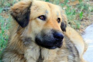 Peste 1.600 de caini adoptati in Constanta. Alti 150 isi asteapta familiile