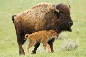 Fundaţia Conservation Carpathia a pus în libertate primii opt zimbri din programul de reintroducere a exemplarelor în Munţii Făgăraş