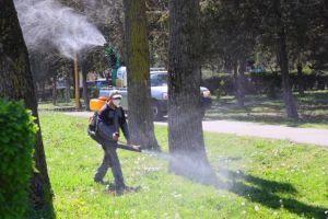 Primaria Constanta continua actiunile de dezinsectie in Faleza Nord,Peninsula, I.C. Bratianu, Inel I, Inel II si Anadalchioi