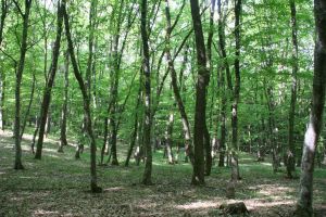 Bani pentru păduri există, dar prea puţini proprietari din judeţ i-au accesat.Până când mai pot fi ceruţi