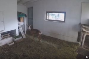 VIDEO: Peripeţiile unui căprior adus de la Bacău la Centrul de Reabilitare a Faunei Sălbatice din Focşani