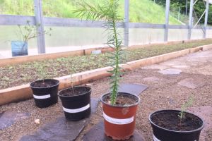 Noi „vedete” au ajuns în viitorul Parc Dendrologic din Noua