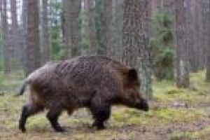 Pesta porcină africană se extinde în Timiş!
