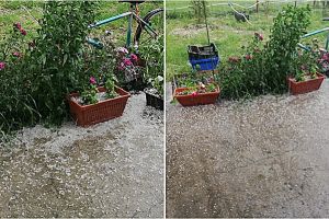FOTO. Grindină în judeţul Satu Mare! Recoltele sunt în pericol