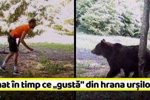 Filmat în timp ce „gustă” din hrana urşilor (VIDEO)