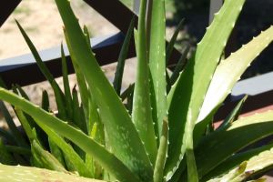 Efectele nebanuite ale plantei aloe vera asupra organismului