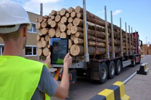 Legea care interzice comerţul cu masă lemnoasă a fost adoptat de Senat. Ce sancţiuni riscă cei care încalcă aceste dispoziţii