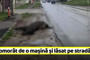 Piatra-Neamţ: Cal omorât de o maşină şi lăsat pe marginea drumului (FOTO)