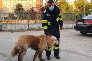 Câine salvat de pompieri după ce a căzut într-un canal, la Timişoara