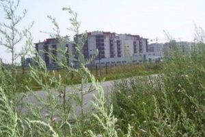 Proiect de lege iniţiat de USR: Primarii ar putea fi amendaţi dacă nu combat ambrozia