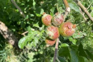 Pomicultorii de pe Valea Dâmboviţei se uită în zare a pagubă! Staţiile antigrindină arată frumos… pe hârtie!