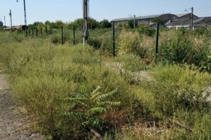 Primăria Timişoara dă sfaturi: cum arată ambrozia şi cum scăpăm de ea
