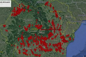 ANSVSA: Actualizarea situatiei privind evolutia Pestei Porcine Africane
