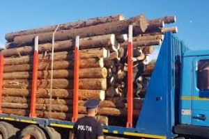 Senat/ Închisoare de la 5 la 10 ani pentru scoaterea din ţară a produselor agricole şi de masă lemnoasă, adoptat